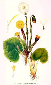 Attēlu rezultāti vaicājumam “Tussilago farfara”