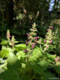 Attēlu rezultāti vaicājumam “Stachys sylvatica”