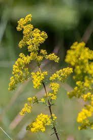 Attēlu rezultāti vaicājumam “Galium verum flower”