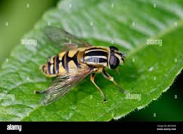 Attēlu rezultāti vaicājumam “Helophilus pendulus”