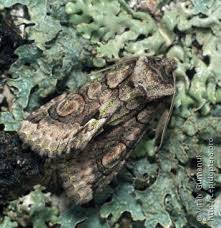 Attēlu rezultāti vaicājumam “Allophyes oxyacanthae”