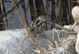 Image result for Gallinago gallinago