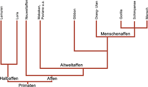 Image result for Evolution Stammbaum