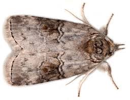 Attēlu rezultāti vaicājumam “Panolis umbra”