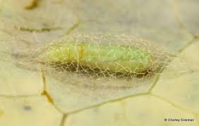 Attēlu rezultāti vaicājumam “Ichneumonidae cocoon”