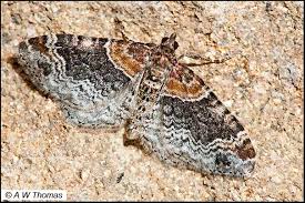 Attēlu rezultāti vaicājumam “Xanthorhoe ferrugata”