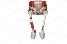 Image result for genus