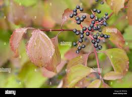 Attēlu rezultāti vaicājumam “Cornus sanguinea fruit”