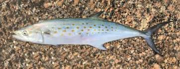 Image result for Scomberomorus maculatus