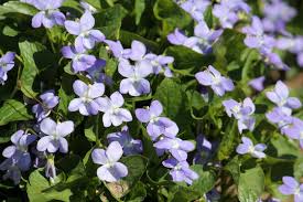 Attēlu rezultāti vaicājumam “Viola canina flower”