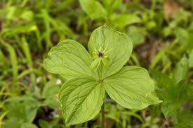 Attēlu rezultāti vaicājumam “Paris quadrifolia”