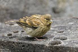 Image result for Serinus serinus