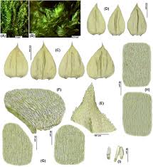 Attēlu rezultāti vaicājumam “Antitrichia curtipendula sporophyte”