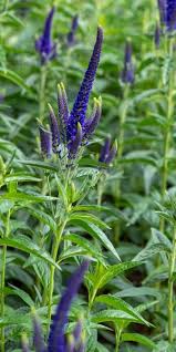 Attēlu rezultāti vaicājumam “Veronica longifolia”