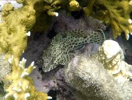 Image result for Epinephelus adscensionis