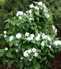 Attēlu rezultāti vaicājumam “Philadelphus coronarius leaf”