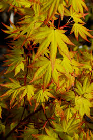 Image result for Acer palmatum `Orange Dream`