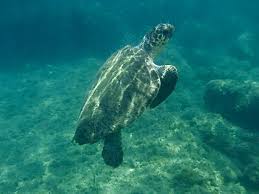 Image result for Caretta caretta