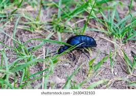 Attēlu rezultāti vaicājumam “Meloe sp. larva”