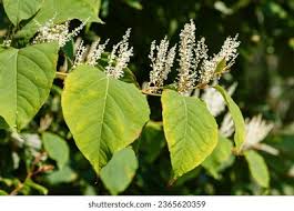 Attēlu rezultāti vaicājumam “Reynoutria sachalinensis leaf”