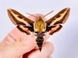 Attēlu rezultāti vaicājumam “Hyles gallii”