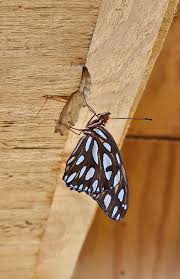 Attēlu rezultāti vaicājumam “Mellicta athalia underside”