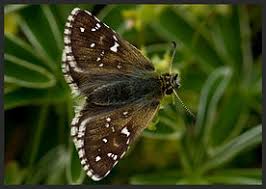 Attēlu rezultāti vaicājumam “Pyrgus serratulae”