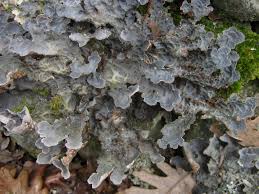 Attēlu rezultāti vaicājumam “Cystostereum murrayi”