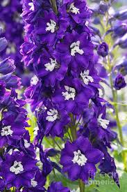 Attēlu rezultāti vaicājumam “Delphinium elatum”