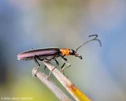 Attēlu rezultāti vaicājumam “Cantharidae”