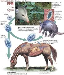 Attēlu rezultāti vaicājumam “Ephemerum serratum sporophyte”