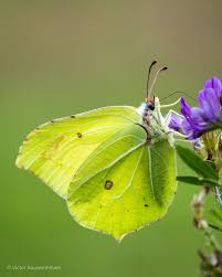 Attēlu rezultāti vaicājumam “Gonepteryx rhamni female”
