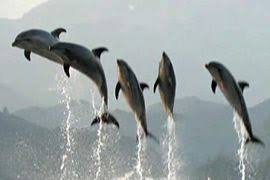 Image result for japan dolphin slaughter