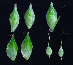 Attēlu rezultāti vaicājumam “Perichaena corticalis sessile”