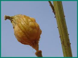 Attēlu rezultāti vaicājumam “Bunias orientalis bud”