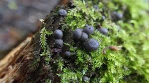 Attēlu rezultāti vaicājumam “Lycogala alisaulianovae”