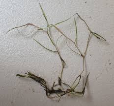 Attēlu rezultāti vaicājumam “Potamogeton trichoides”