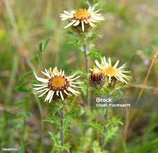 Attēlu rezultāti vaicājumam “Carlina biebersteinii leaf”