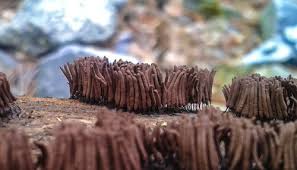 Attēlu rezultāti vaicājumam “Stemonitis axifera var. smithii”