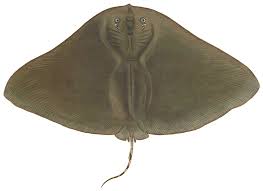 Image result for Gymnura natalensis