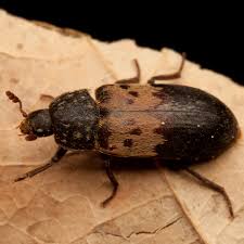 Attēlu rezultāti vaicājumam “Dermestes murinus”