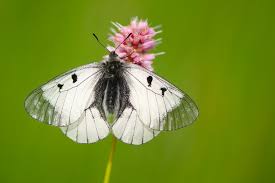 Attēlu rezultāti vaicājumam “Parnassius mnemosyne underside”