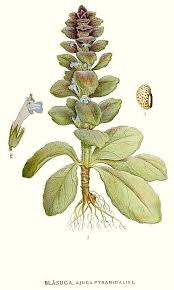 Attēlu rezultāti vaicājumam “Ajuga pyramidalis”