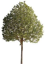 Attēlu rezultāti vaicājumam “Tilia tomentosa”