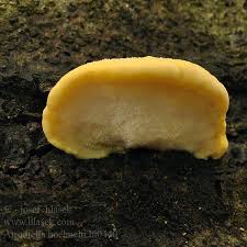 Attēlu rezultāti vaicājumam “Antrodiella serpula”