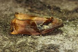 Attēlu rezultāti vaicājumam “Archips podana female”