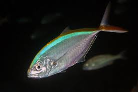 Image result for Caranx ruber