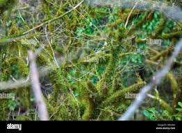 Attēlu rezultāti vaicājumam “Neckera pennata sporophyte”