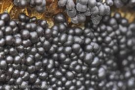 Attēlu rezultāti vaicājumam “Badhamia utricularis young”