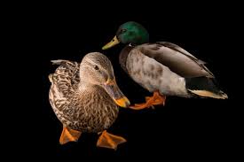 Attēlu rezultāti vaicājumam “Anas platyrhynchos female”